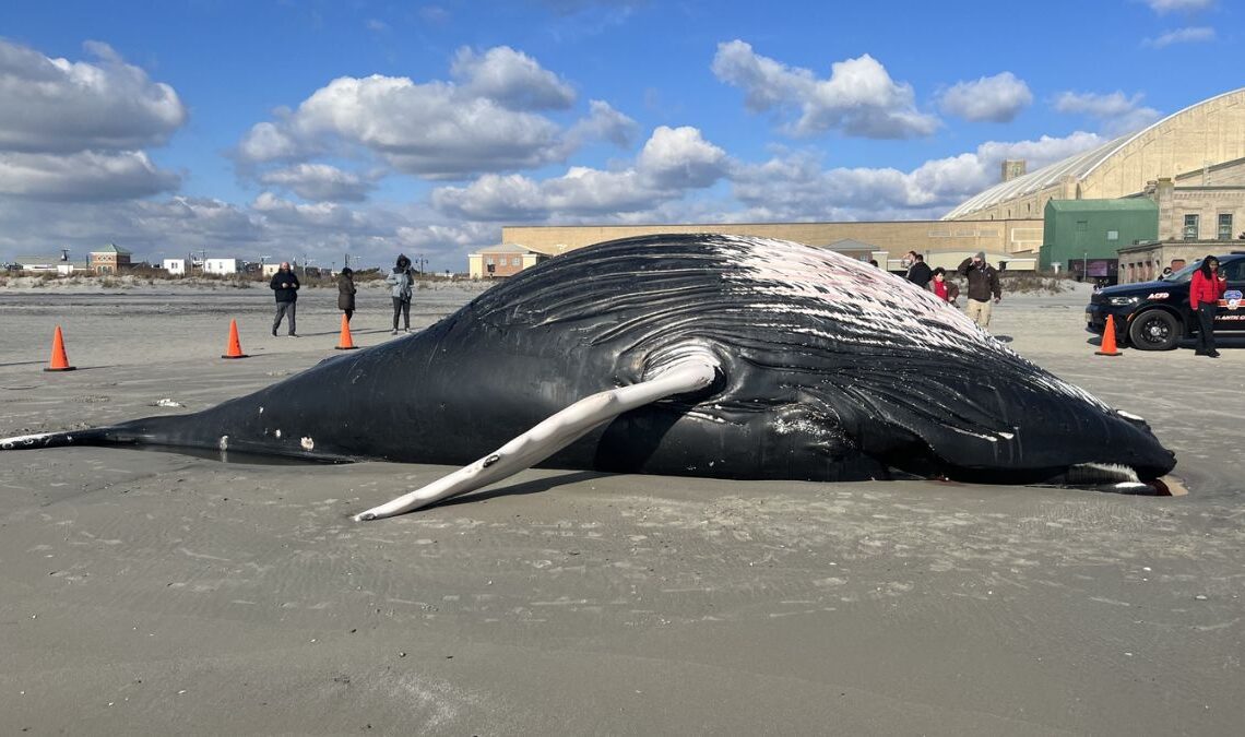 Atlantic City Humpback Whale Was Seen On The Beach