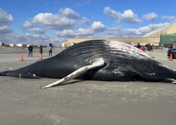 Atlantic City Humpback Whale Was Seen On The Beach