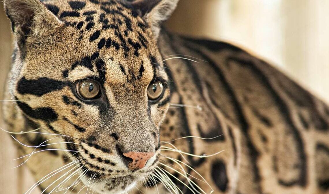 Clouded Leopard Dallas Zoo Found After Enclosure