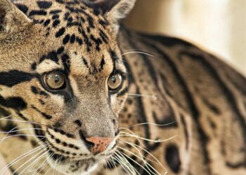 Clouded Leopard Dallas Zoo Found After Enclosure