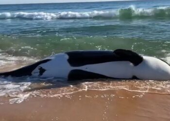 Orca Whale Flagler Beach