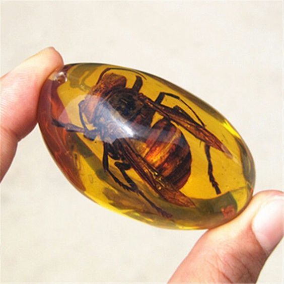 Ancient Amber Fossil Nails