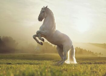 Top Products Every First-Time Horse Owner Needs