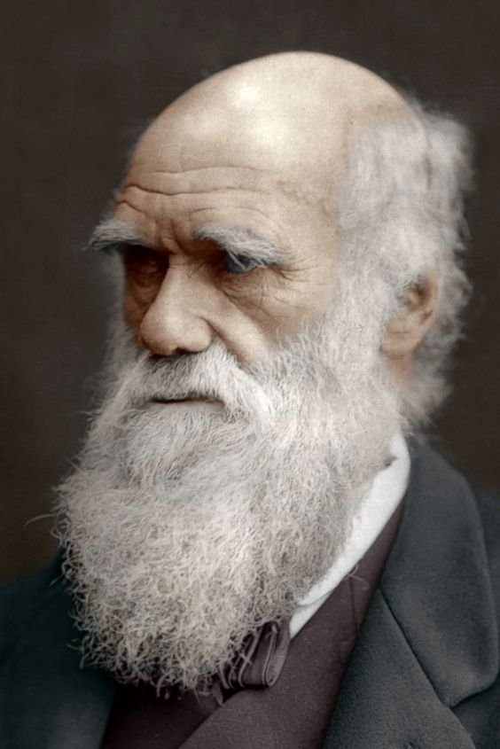 The Victorian Full Beard